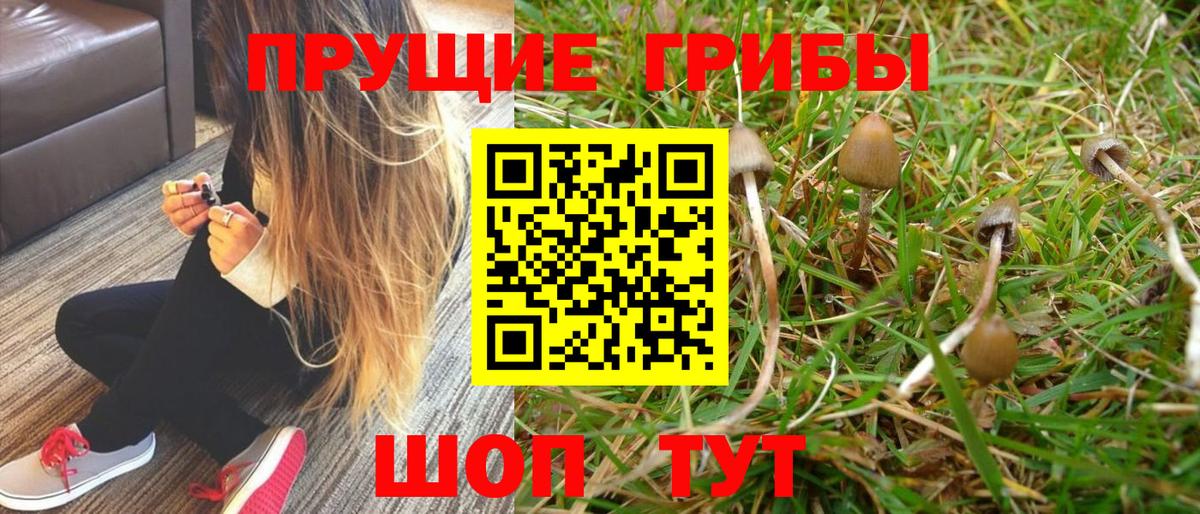 Луховицы  Галлюциногенные грибы Psilocybe  Вход с VPN 